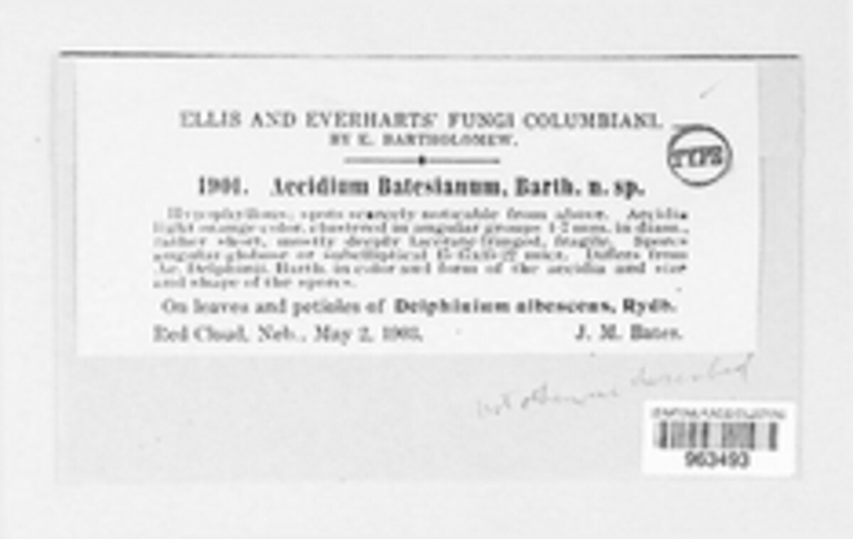 Aecidium batesianum image